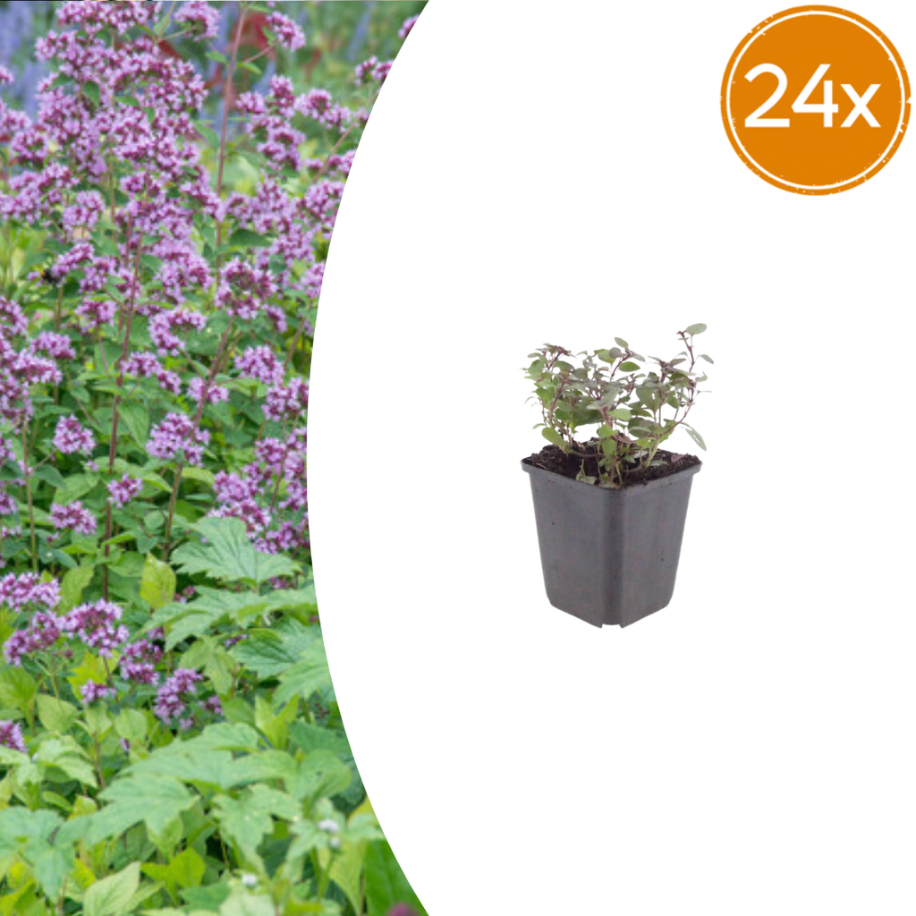 24x Origanum laevigatum 'Herrenhausen' - ↕10-25cm - Ø9cm
