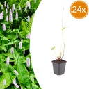 Knöterich 'Alba' 24er-Set (Persicaria) – winterharte Staude, Topf-Ø 9 cm, Höhe ca. 25 cm