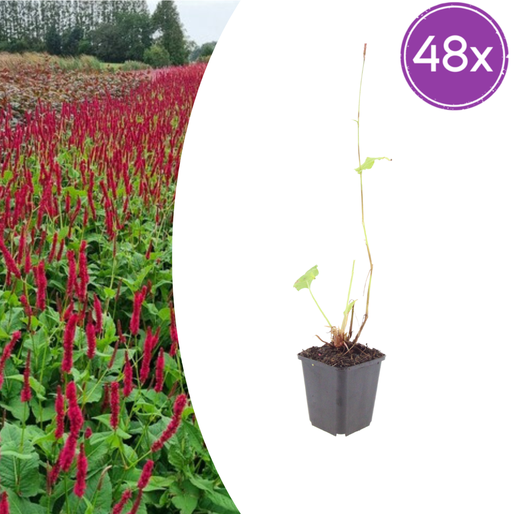 Knöterich 'Blackfield' 48er-Set (Persicaria) – winterharte Staude, Topf-Ø 9 cm, Höhe ca. 25 cm