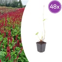 48x Persicaria a. 'Blackfield' - ↕10-25cm - Ø9cm