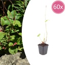 48x Persicaria a. 'Speciosa' - ↕10-25cm - Ø9cm