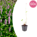 Teppichknöterich 'Superba' 60er-Set (Persicaria affinis) – winterharte Bodendecker-Staude, Topf-Ø 9 cm, Höhe ca. 25 cm