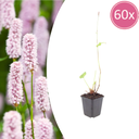 Wiesenknöterich 60er-Set (Persicaria bistorta) – winterharte Staude, Topf-Ø 9 cm, Höhe ca. 25 cm