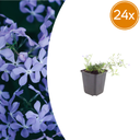 Flammenblume 'Smaragd Kissen Blau' 24er-Set (Phlox paniculata) – winterharte Staude, Topf-Ø 9 cm, Höhe ca. 25 cm