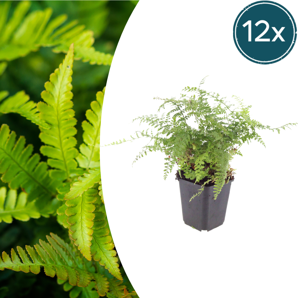 12x Polystichum set. 'Herrenhausen' - ↕10-25cm - Ø9cm