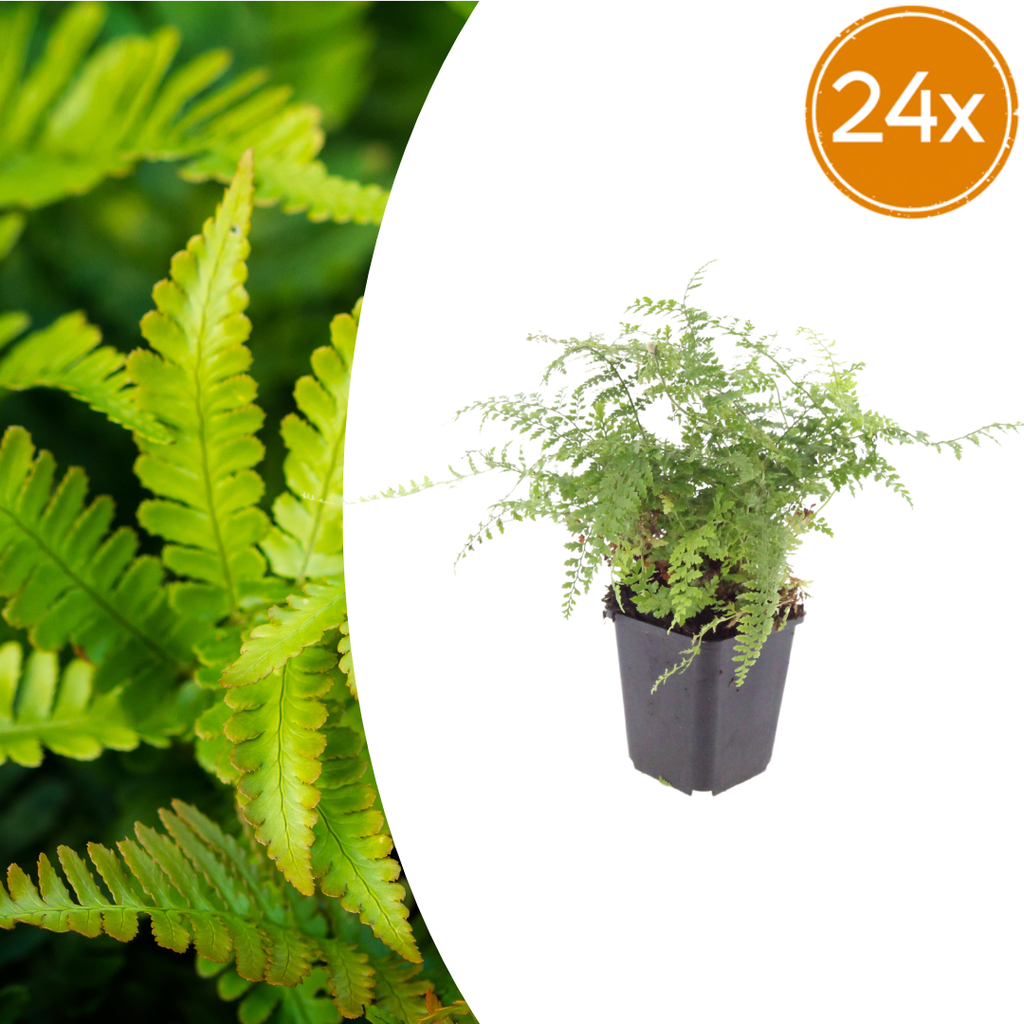 24x Polystichum set. 'Herrenhausen' - ↕10-25cm - Ø9cm
