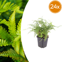 24x Polystichum set. 'Herrenhausen' - ↕10-25cm - Ø9cm
