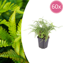 Sichelfarn 'Herrenhausen' 60er-Set (Polystichum falcatum) – winterharte Blattschmuckpflanze, Topf-Ø 9 cm, Höhe ca. 25 cm