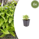 Gewöhnlicher Tüpfelfarn 6er-Set (Polypodium vulgare) – winterharte Staude, Topf-Ø 9 cm, Höhe ca. 25 cm