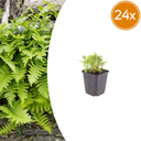 Gewöhnlicher Tüpfelfarn 24er-Set (Polypodium vulgare) – winterharte Bodendecker-Staude, Topf-Ø 9 cm, Höhe ca. 25 cm