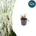 12x Salvia n. 'Schneehugel' - ↕10-25cm - Ø9cm
