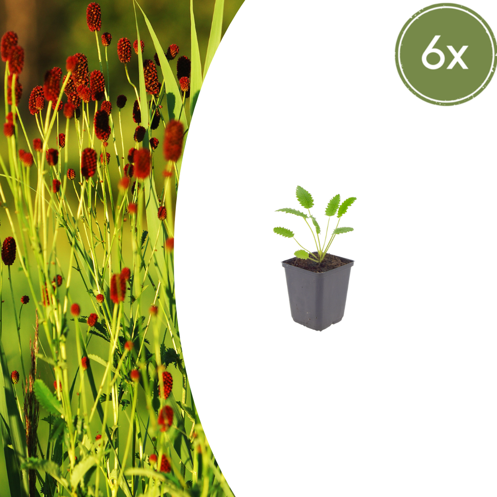 Großer Wiesenknopf 'Tanna' 6er-Set (Sanguisorba officinalis) – winterharte Staude, Topf-Ø 9 cm, Höhe ca. 25 cm