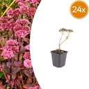 Fetthenne 'Matrona' 24er-Set (Sedum) – winterharte Staude, Topf-Ø 9 cm, Höhe ca. 25 cm