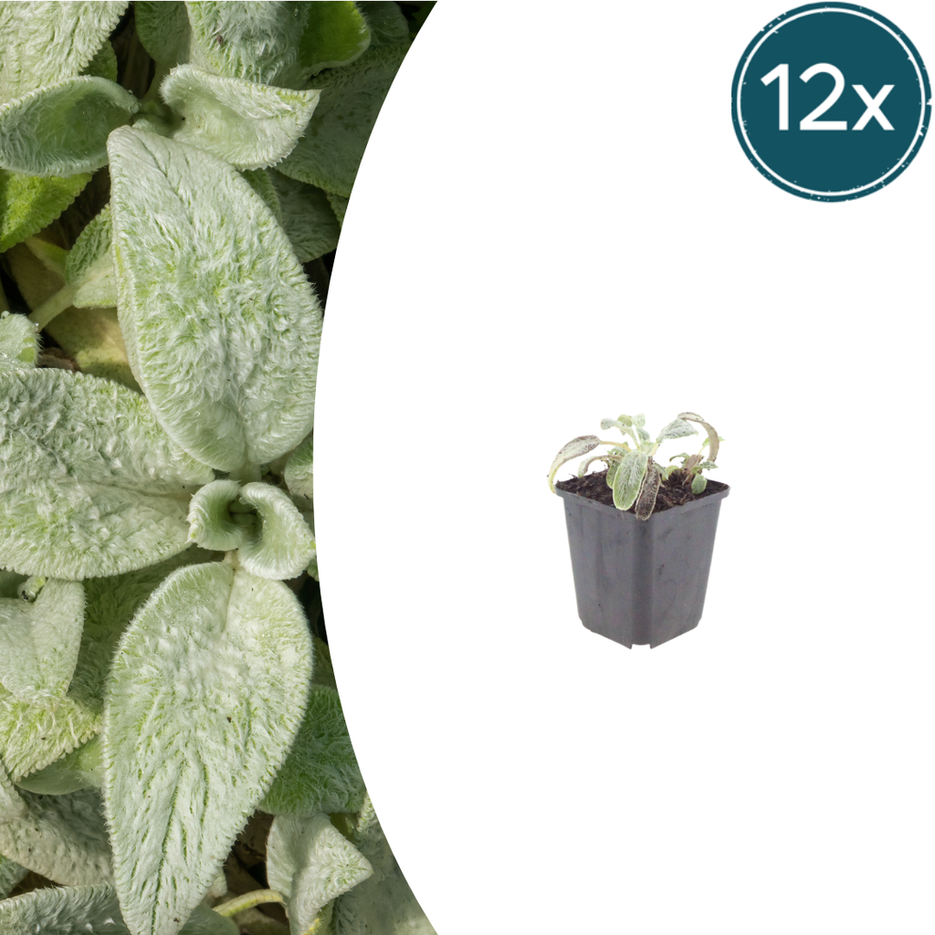 Wollziest 'Silver Carpet' 12er-Set (Stachys byzantina) – winterharte Staude, Topf-Ø 9 cm, Höhe ca. 25 cm