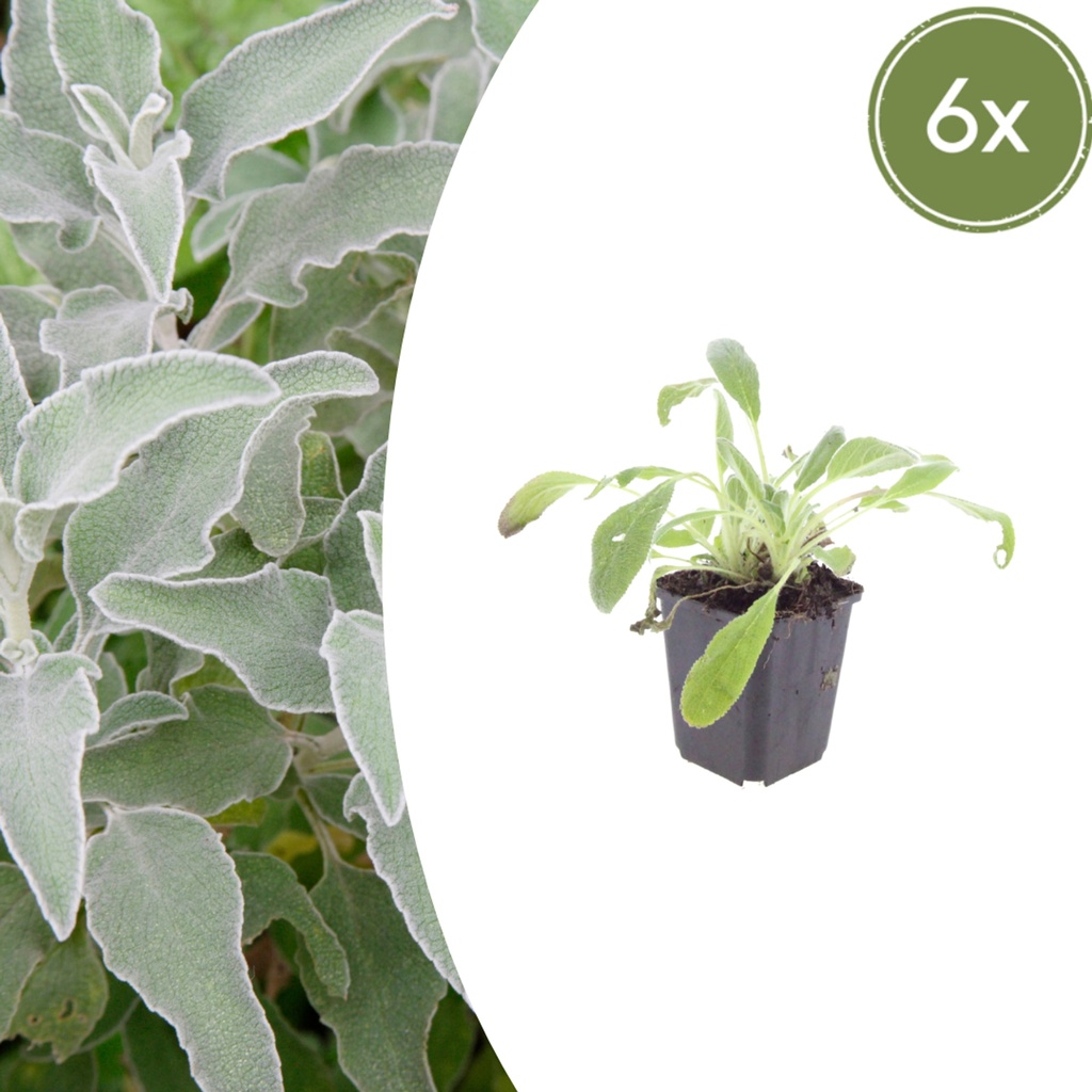 Wollziest 6er-Set (Stachys byzantina) – winterharte Staude, Topf-Ø 9 cm, Höhe ca. 25 cm