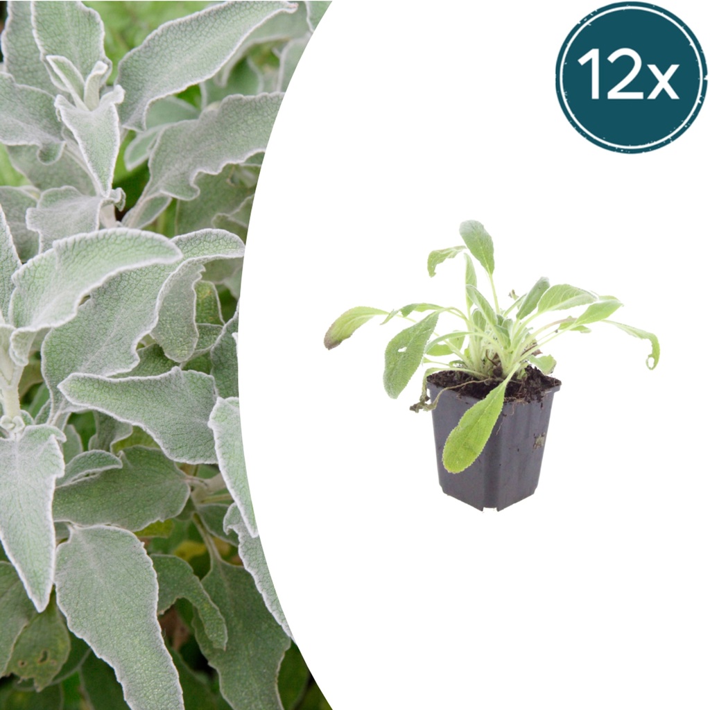 Wollziest 12er-Set (Stachys byzantina) – winterharte Bodendecker-Staude, Topf-Ø 9 cm, Höhe ca. 25 cm