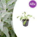 Wollziest 48er-Set (Stachys byzantina) – winterharte Bodendecker-Staude, Topf-Ø 9 cm, Höhe ca. 25 cm