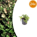 Kaukasus-Beinwell 24er-Set (Symphytum grandiflorum) – winterharte Staude, Topf-Ø 9 cm, Höhe ca. 25 cm