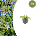 Beinwell 'Wisley Blue' 6er-Set (Symphytum officinale) – winterharte Heil- und Küchenpflanze, Topf-Ø 9 cm, Höhe ca. 25 cm