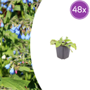 Echter Beinwell 'Wisley Blue' 48er-Set (Symphytum officinale) – winterharte Staude, Topf-Ø 9 cm, Höhe ca. 25 cm