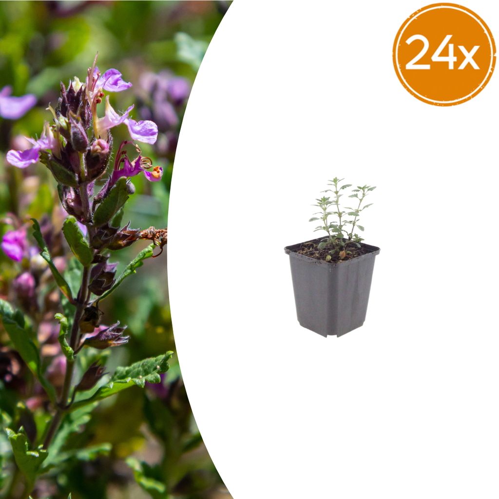 Garten-Gamander 24er-Set (Teucrium lucidrys) – winterharte Staude, Topf-Ø 9 cm, Höhe ca. 25 cm