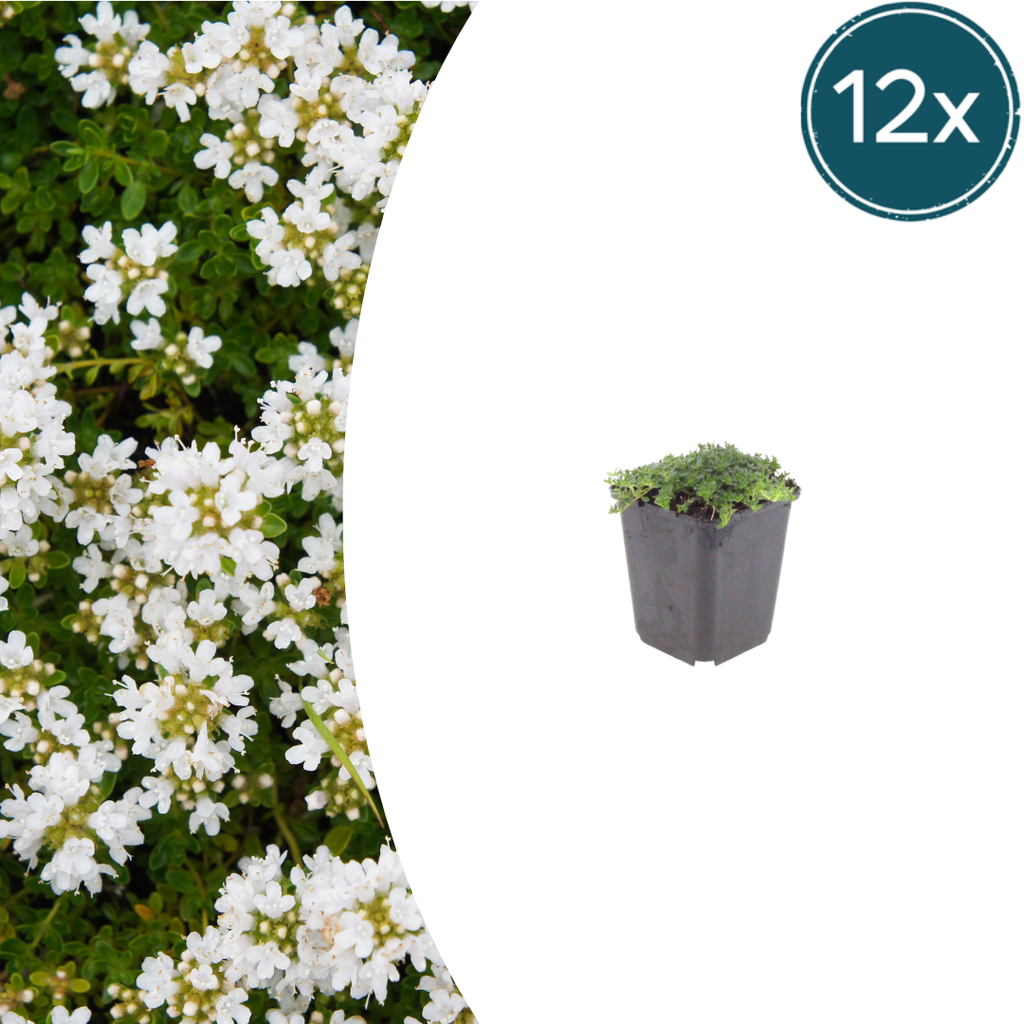 Polster-Thymian 'Albiflorus' 12er-Set (Thymus praecox) – winterharte Bodendecker-Staude, Topf-Ø 9 cm, Höhe ca. 25 cm