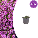 Polster-Thymian 'Coccineus' 48er-Set (Thymus praecox) – winterharte Staude, Topf-Ø 9 cm, Höhe ca. 25 cm