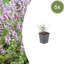 Echter Thymian 6er-Set (Thymus vulgaris) – winterharte Gewürz- und Heilpflanze, Topf-Ø 9 cm, Höhe ca. 25 cm