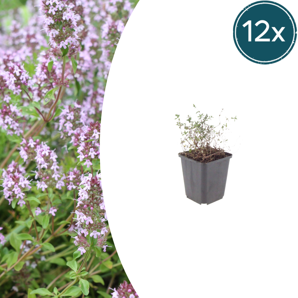 Echter Thymian 12er-Set (Thymus vulgaris) – winterharte Gewürz- und Heilpflanze, Topf-Ø 9 cm, Höhe ca. 25 cm