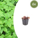 Herzblättrige Schaumblüte 6er-Set (Tiarella cordifolia) – winterharte Staude, Topf-Ø 9 cm, Höhe ca. 25 cm