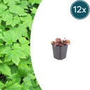 Herzblättrige Schaumblüte 12er-Set (Tiarella cordifolia) – winterharte Staude, Topf-Ø 9 cm, Höhe ca. 25 cm