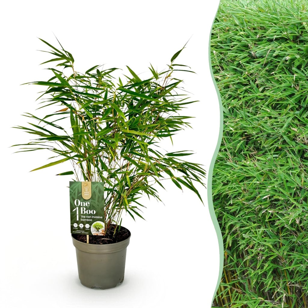 Gräser - Fargesia Rufa - Bambus - Nicht Wuchernd - Grün - 1 Pflanze - Topf 17 cm - Höhe 60 cm