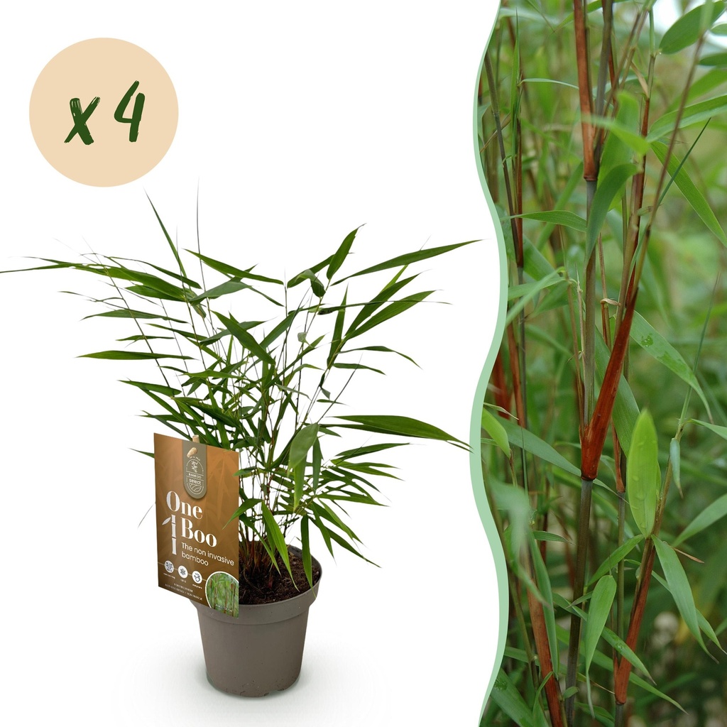 Gräser - Fargesia Asian Wonder - Bambus - Nicht Wuchernd - Grün - 4 Pflanzen - Topf 14 cm - Höhe 35 cm