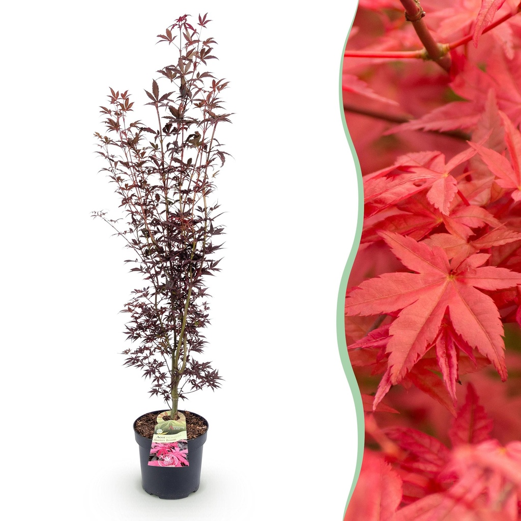 Gartenpflanze - Acer palmatum Atropurpureum - Japanischer Ahorn - Laubabwerfend - Lila - 1 - Topf 26cm - Höhe 90cm