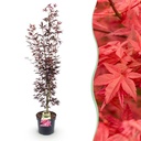 Roter Fächerahorn (Acer palmatum) – winterharter Zierstrauch, Höhe ca. 26 cm