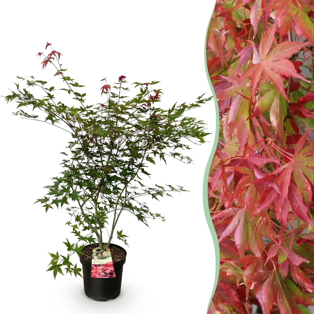 Gartenpflanze - Acer palmatum Beni Maiko - Japanischer Ahorn - Laubabwerfend - Rot - 1 - Topf 26cm - Höhe 90cm