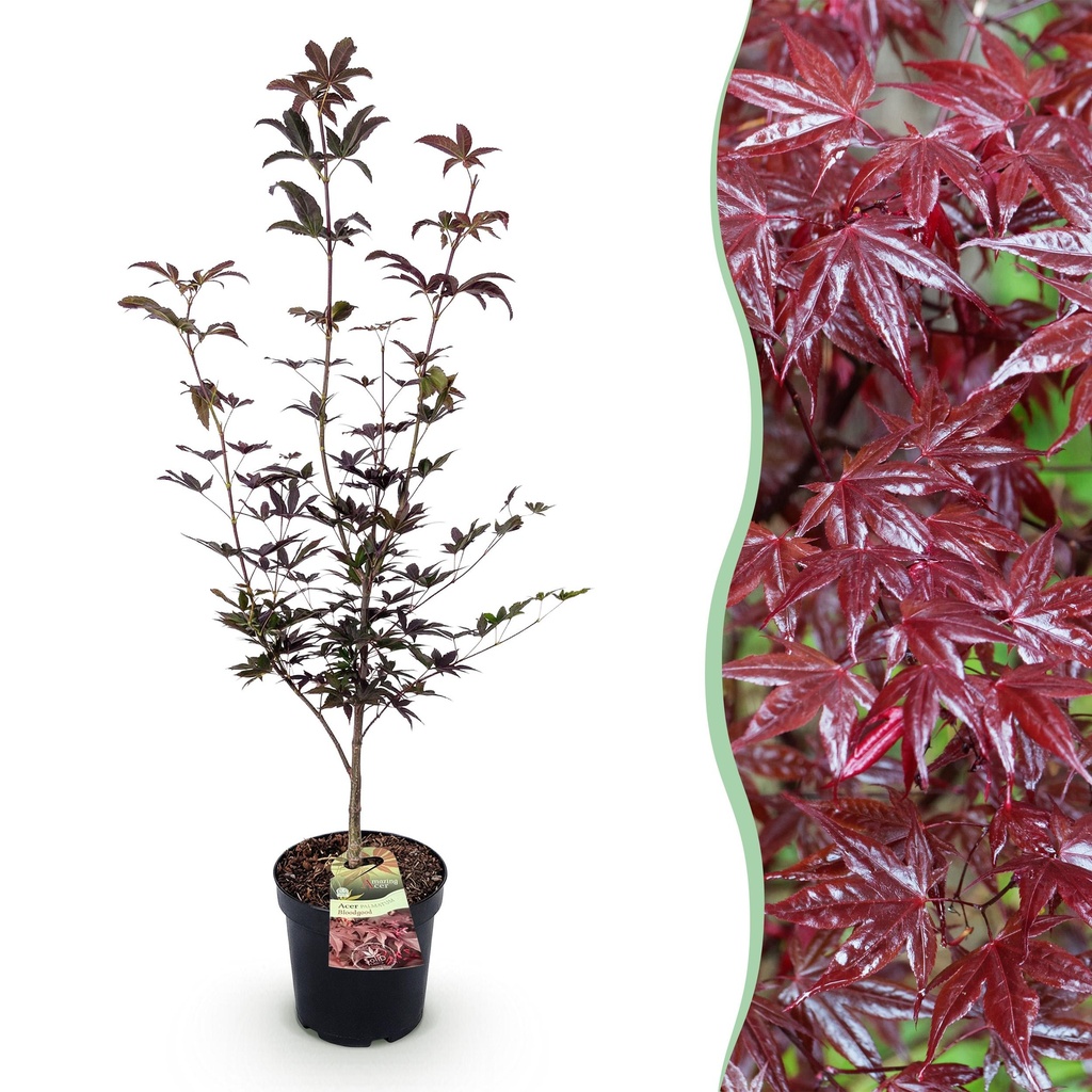 Gartenpflanze - Acer palmatum Bloodgood - Japanischer Ahorn - Laubabwerfend - Rot - 1 - Topf 26cm - Höhe 90cm