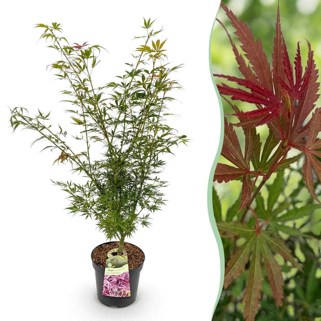 Gartenpflanze - Acer palmatum Jerre Swarts - Japanischer Ahorn - Laubabwerfend - Orange-Rot - 1 - Topf 26cm - Höhe 90cm