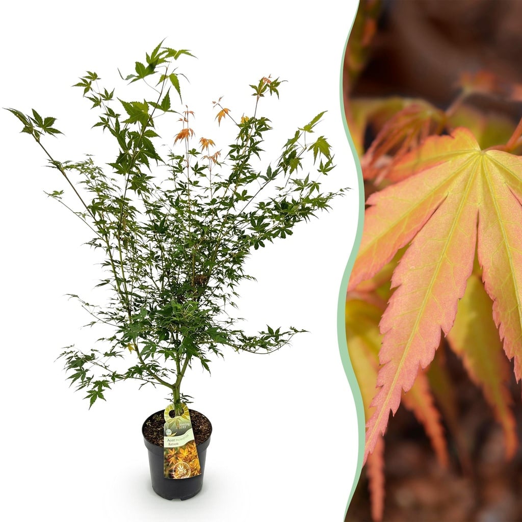 Gartenpflanze - Acer palmatum Katsura - Japanischer Ahorn - Laubabwerfend - Grün - 1 - Topf 26cm - Höhe 90cm