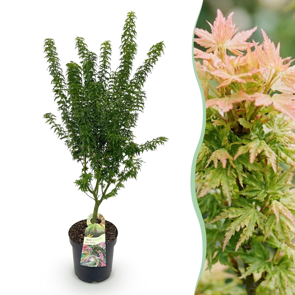 Gartenpflanze - Acer palmatum Koto Hime - Japanischer Ahorn - Laubabwerfend - Grün - 1 - Topf 26cm - Höhe 90cm