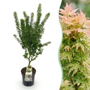 Fächerahorn (Acer palmatum) – winterhartes Ziergehölz, Höhe ca. 26 cm