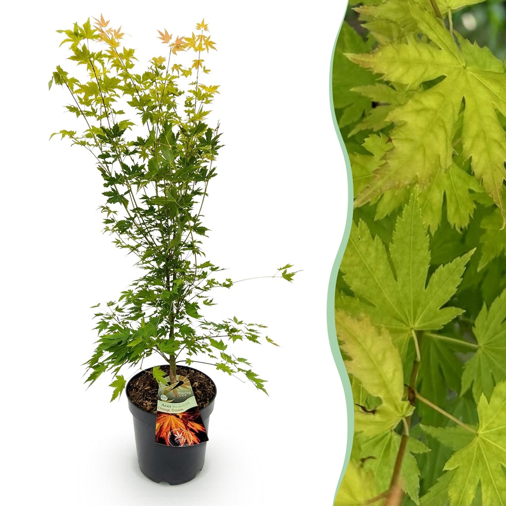 Gartenpflanze - Acer palmatum Orange Dream - Japanischer Ahorn - Laubabwerfend - Orange - 1 - Topf 26cm - Höhe 90cm