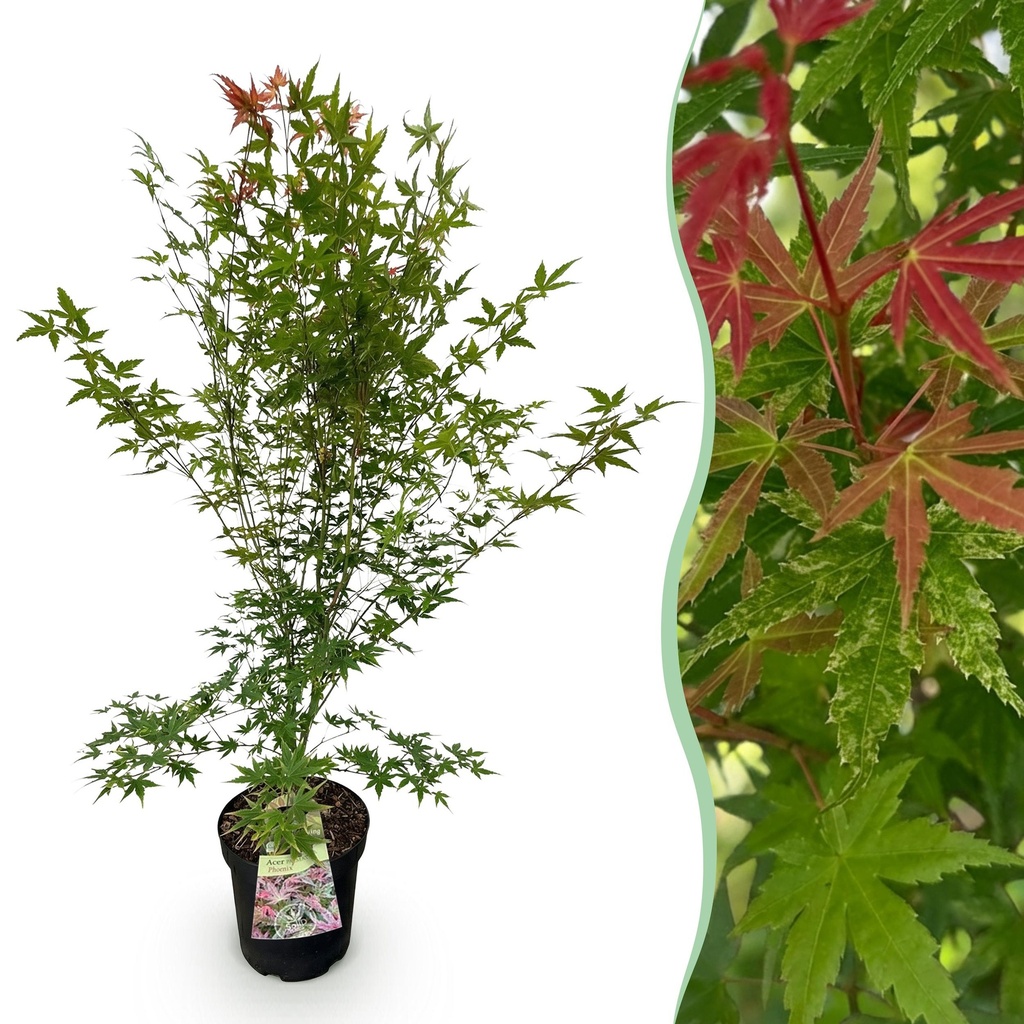 Gartenpflanze - Acer palmatum Phoenix - Japanischer Ahorn - Laubabwerfend - Grün - Rot - 1 - Topf 26cm - Höhe 90cm