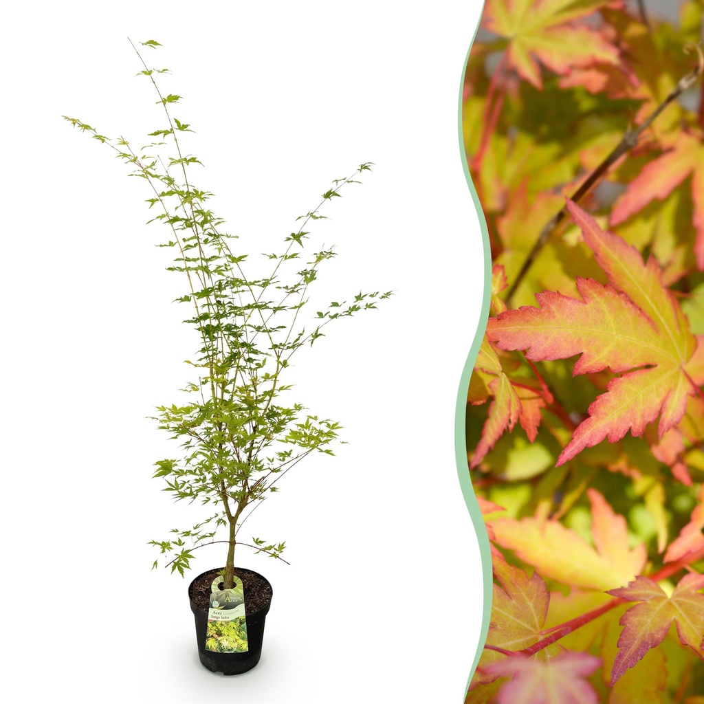 Gartenpflanze - Acer palmatum Sangokaku - Japanischer Ahorn - Laubabwerfend - Grün - 1 - Topf 26cm - Höhe 90cm