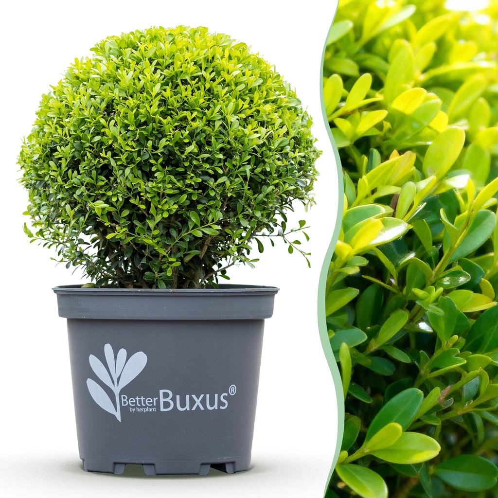 Buxus Kugel - BetterBuxus Skylight - Resistent gegen Buxusmehltau - 1 Pflanze - Topf 26cm Kugel 30cm