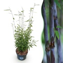 Fontänen-Schirmbambus (Fargesia nitida) – winterharter Zierbambus, Höhe ca. 23 cm