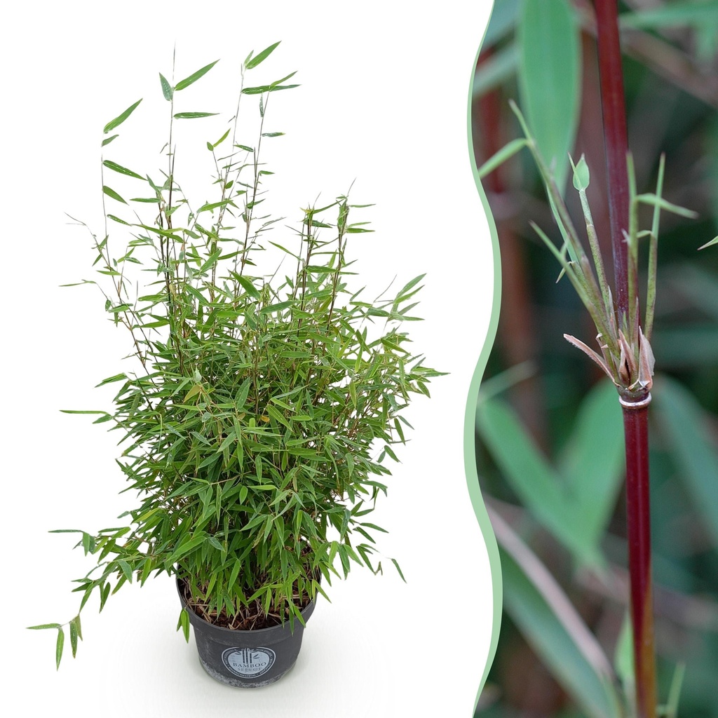 Fontänen-Schirmbambus (Fargesia nitida) – winterhartes Ziergras, Höhe ca. 23 cm