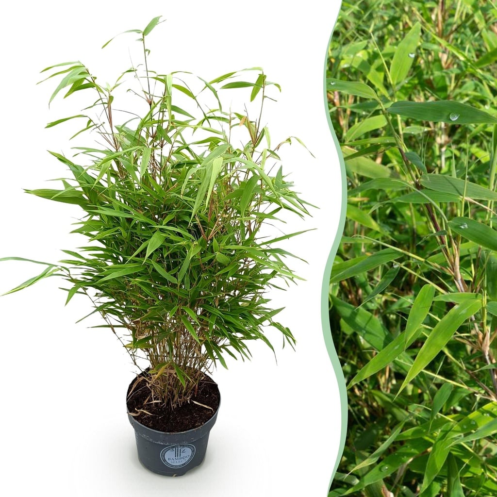 Chinaschilf (Chinaschilf) – winterhartes Ziergras, Höhe ca. 23 cm