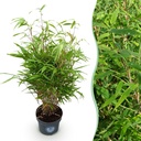 Schirmbambus (Fargesia rufa) – winterhartes Ziergras, Topf-Ø 23 cm, Höhe ca. 80 cm