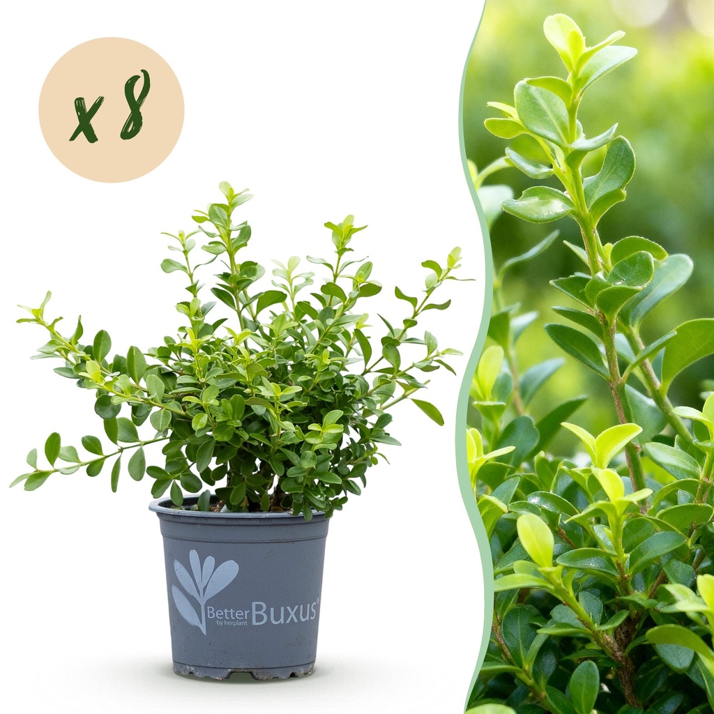 Buxus Hecke - BetterBuxus Babylon Beauty - Resistenz gegen die Buxuskrankheit - 8 Pflanzen - 1 laufender Meter - Topf 9 cm Höhe 20-25